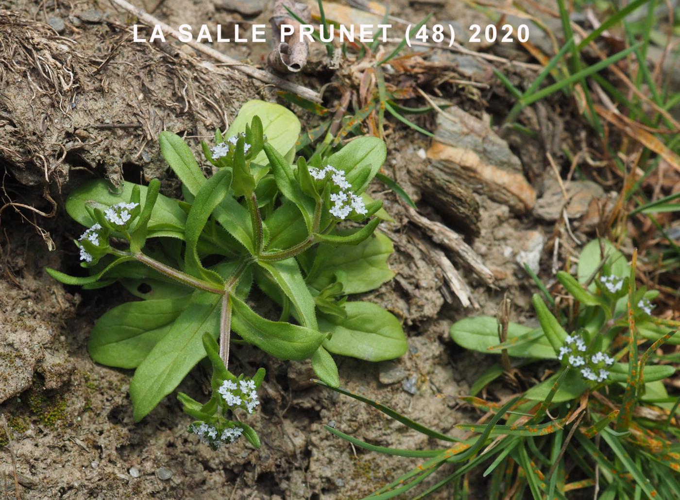 Lamb's Lettuce plant